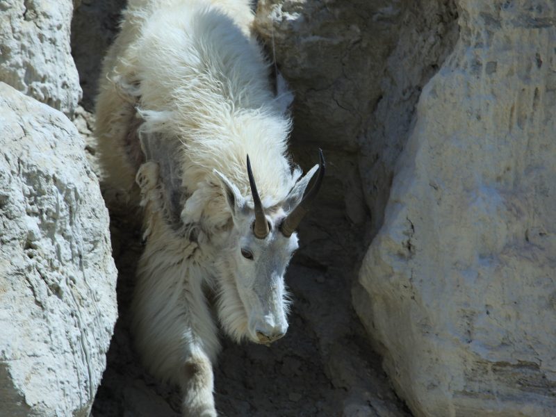 Molting Mountain Goats, Jasper National Park, Alberta