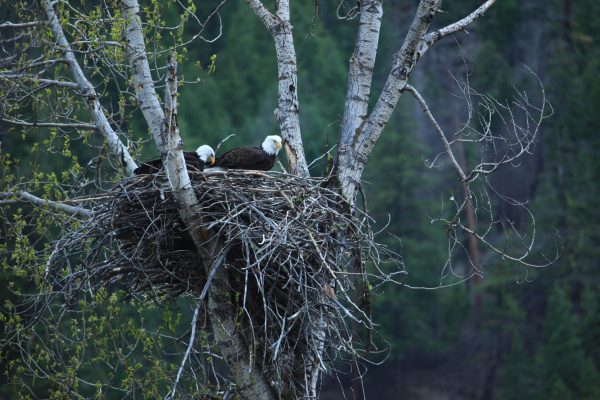 Bald Eagle